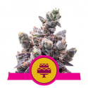 Wedding Gelato Feminised Cannabis Seeds | Royal Queen Seeds