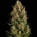 Auto Wembley Feminised Cannabis Seeds | Pyramid Seeds