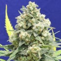 White Critical Feminised Cannabis Seeds | Original Sensible Seeds