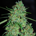 White Critical Feminised Cannabis Seeds