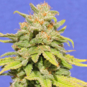 White Crystal Meth Auto Feminised Cannabis Seeds | Original Sensible Seeds