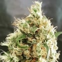 White Goblin Auto Feminised Cannabis Seeds