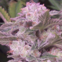 White Tiger Regular Cannabis Seeds | Hazeman Seeds