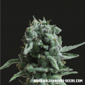 White Widow 47 Feminised Cannabis Seeds | Kalashnikov Seeds