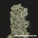 White Critical Express Feminised Cannabis Seeds | Kalashnikov Seeds