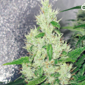 Y Griega Feminised Cannabis Seeds