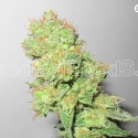 Y Griega CBD Feminised Cannabis Seeds