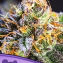 Yuhbary Feminised Cannabis Seeds - Anesia Seeds