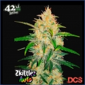 Zkittlez Auto Feminised Cannabis Seeds | Fast Buds