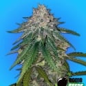 Zkittlez Gum Bomb Cannabis Seeds | Bomb Seeds.