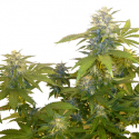 Bonkers Regular Cannabis Seeds | Next Generation Seeds