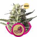 Lemon Shining Silver Haze Feminised Cannabis Seeds | Royal Queen Seeds