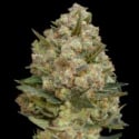 Advanced Seeds Critical  Feminised Cannabis Seeds