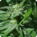 Afghani Special Feminised Cannabis Seeds | KC Brains Seeds