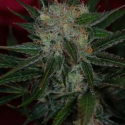 Agent Orange Regular Cannabis Seeds | TGA Seeds 