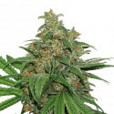 Blue Moby Auto Feminised Cannabis Seeds | Seed Stockers