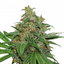 AK420 Feminised Cannabis Seeds | Seed Stockers