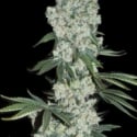 Earlywave Regular Cannabis Seeds | Apothecary Genetics Seeds