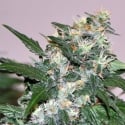 El Cid Regular Cannabis Seeds | Allstar Genetics