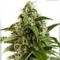 Auto Euforia Auto Feminised Cannabis Seeds | Dutch Passion 