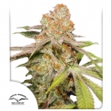 Auto MAC #1 Feminised Cannabis Seeds | Dutch Passion