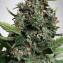 Auto Pilot XXL Feminised Cannabis Seeds | Ministry of Cannabis