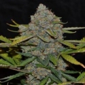 CBG Auto CBG Feminised Cannabis Seeds