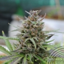 Baby Boom Auto Feminised Cannabis Seeds