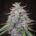 Bangi Haze Regular Cannabis Seeds | Ace Seeds