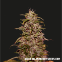 Big Altai Sativa Express Feminised Cannabis Seeds | Kalashnikov Seeds