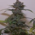 Black Russian Regular Cannabis Seeds | Hazeman Seeds