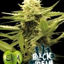 Black Dream Feminised Cannabis Seeds