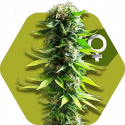 Blue Spider Feminised Cannabis Seeds | Zambeza Seeds