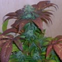 Breakout Regular Cannabis Seeds | Hazeman Seeds