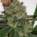 Bubblicious Feminised Cannabis Seeds | Resin Seeds