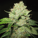 Californian Train Wreck Feminised Cannabis Seeds | Sagarmatha Seeds