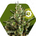 Candy Caramelo Auto Feminised Cannabis Seeds | Zambeza Seeds