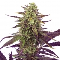 Wedding Cake Feminised Cannabis Seeds | Royal Queen Seeds