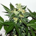 Citrus Paradisi Feminised Cannabis Seeds | Garden of Green