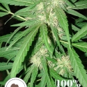 Coffee Gold Regular Cannabis Seeds | Seeds of Africa