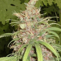 Congo x Nigerian Hash Plant Regular Cannabis Seeds | Apothecary Genetics Seeds 