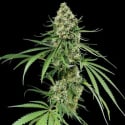 Critical + Feminised Cannabis Seeds | Dinafem Seeds