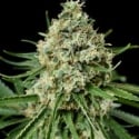 Critical + 2.0 Feminised Cannabis Seeds | Dinafem Seeds