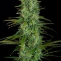 Critical Jack Feminised Cannabis Seeds | Dinafem Seeds