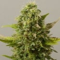 Critical Ryder Auto Feminised Cannabis Seeds | Black Skull Seeds