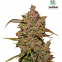 Crystal METH Auto Feminised Cannabis Seeds | Fast Buds