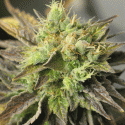 Double Diesel Ryder Auto Feminised Cannabis Seeds | Sagarmatha Seeds