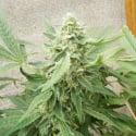 Sweet-O Feminised Cannabis Seeds | Dr Underground