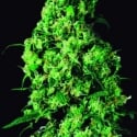 Dulce de Leche Feminised Cannabis Seeds