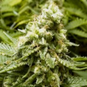 Advanced Seeds Early Widow Feminised Cannabis Seeds